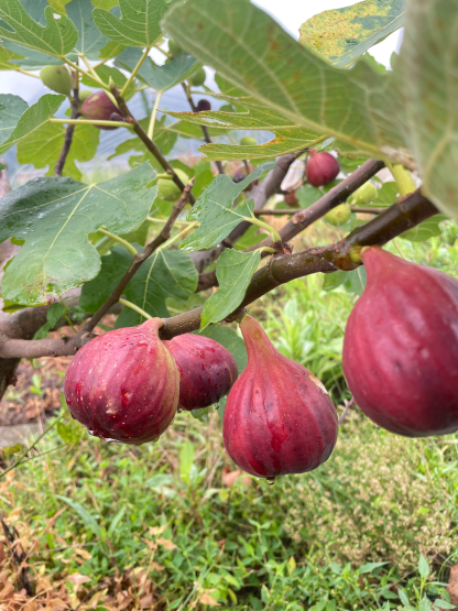 🔥Easy care🌈Giant Fig Seeds – Grow sweet, juicy figs!