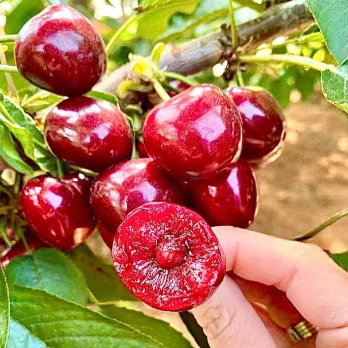 🍒🌳 Cherry potted seeds🌱