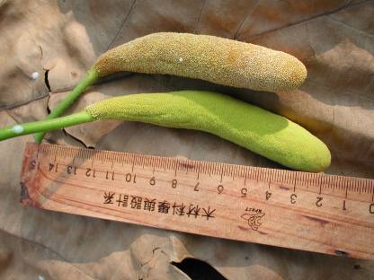 ??One of the most amazing fruits��Glutinous insect fruit