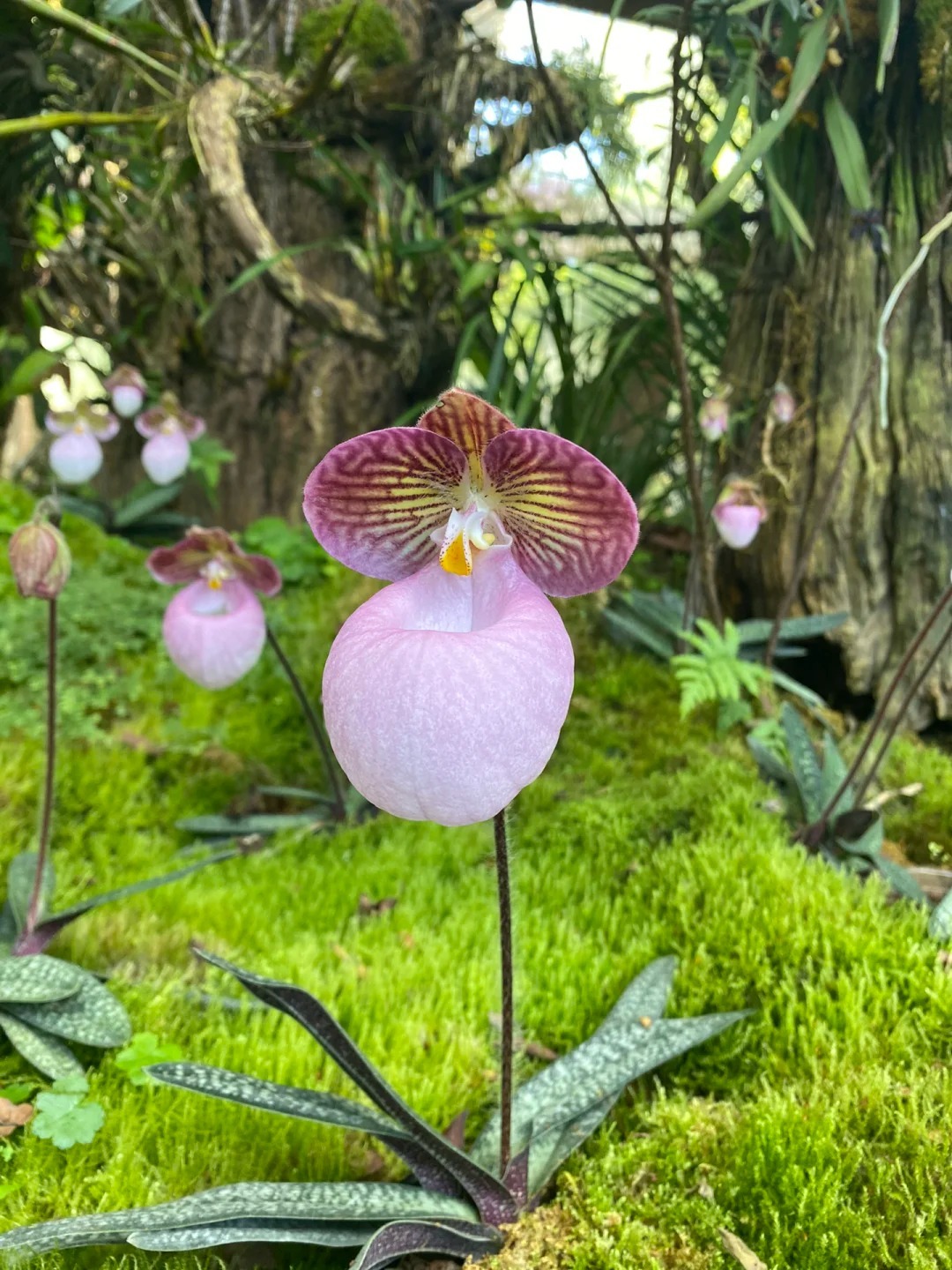 🌈Paphiopedilum micranthum - La Fleur de Vénus