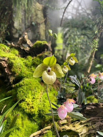 🌈Paphiopedilum micranthum - La Fleur de Vénus