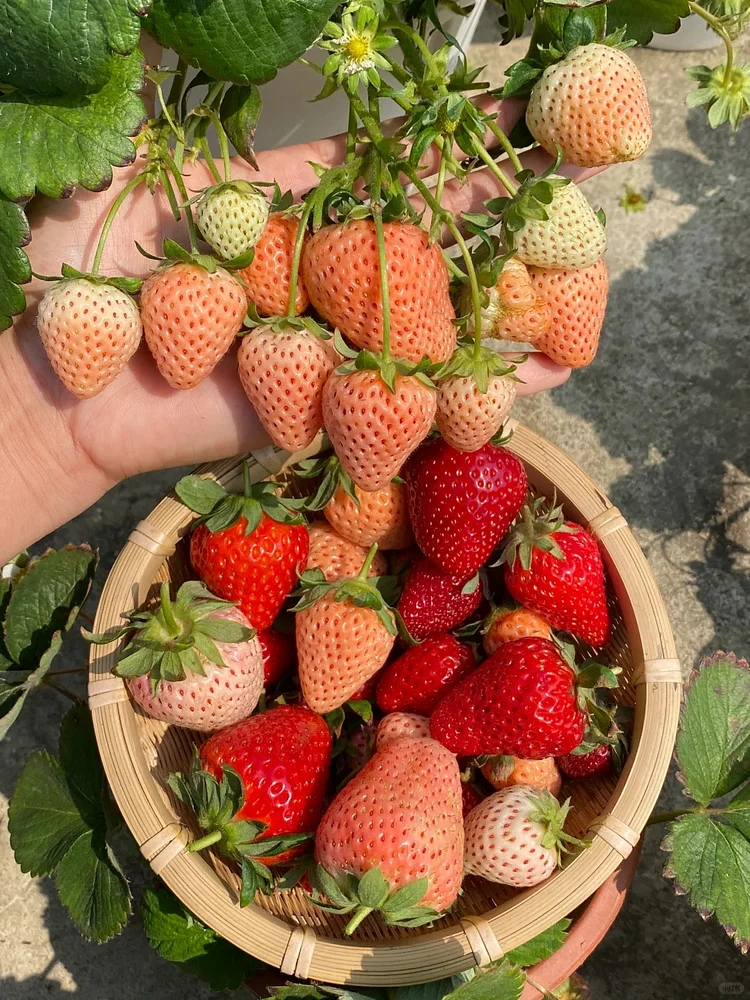Graines de Fraises "Crème" - Des Fruits Doux et Onctueux à Cultiver 