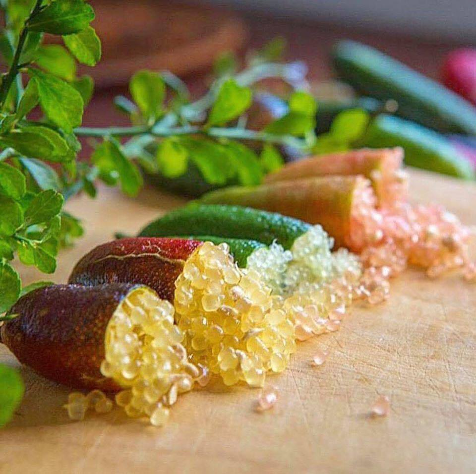 Graines de Finger Lime - Agrume unique et savoureux d'Australie 🌿🍋