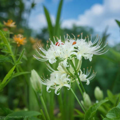 ✨🌺Spider Lily🌸 brightens up your garden with its magical beauty! 🧚🏻
