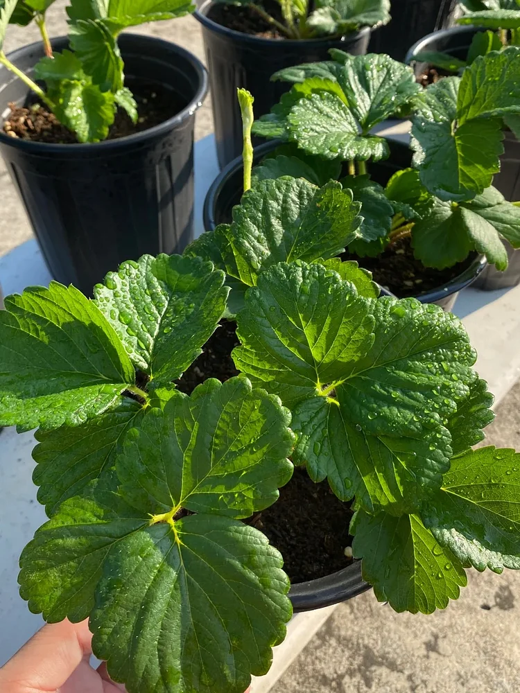 Graines de Fraises "Crème" - Des Fruits Doux et Onctueux à Cultiver 