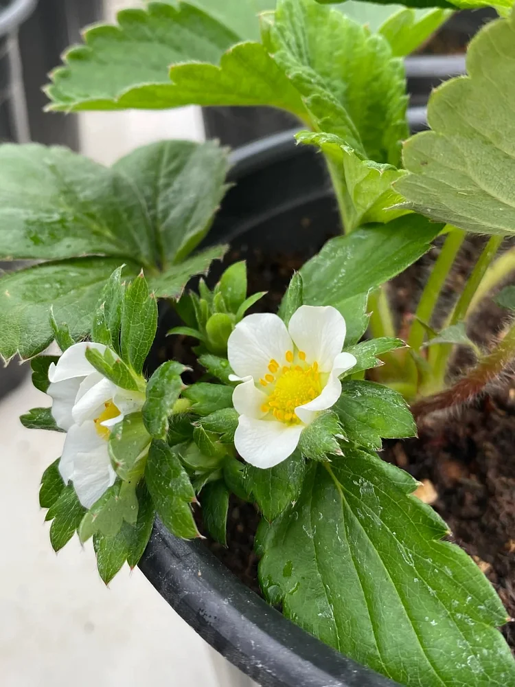 Graines de Fraises "Crème" - Des Fruits Doux et Onctueux à Cultiver 