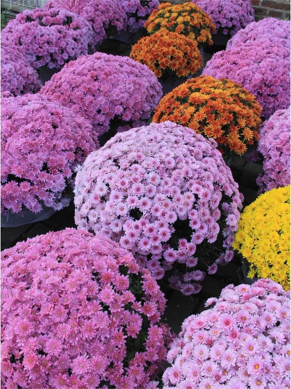 🔥30% de Réduction🌼Graines de Chrysanthème bonbon