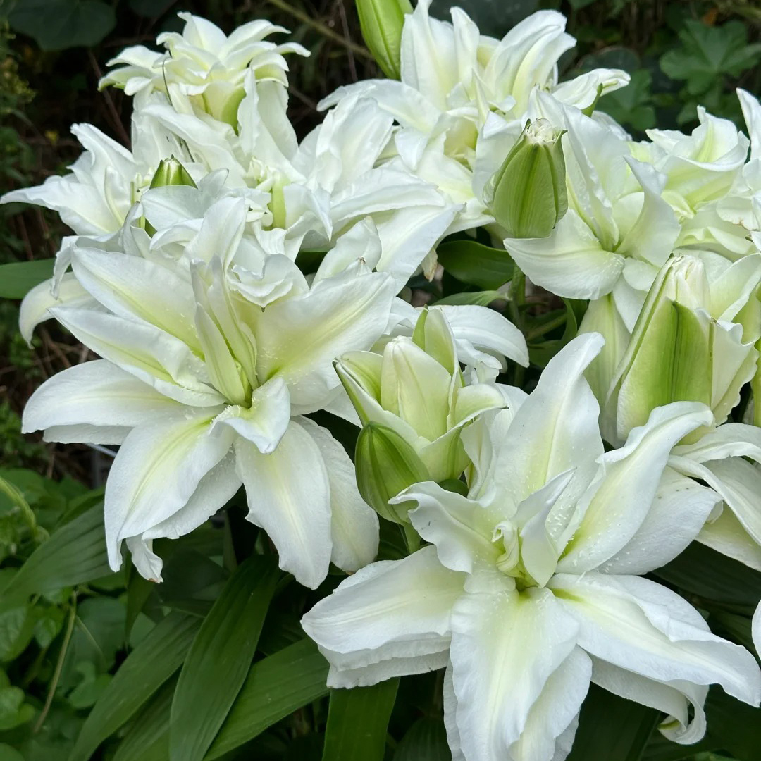 🌸 Lys Double Pétale – Où l'Élégance Rencontre le Parfum