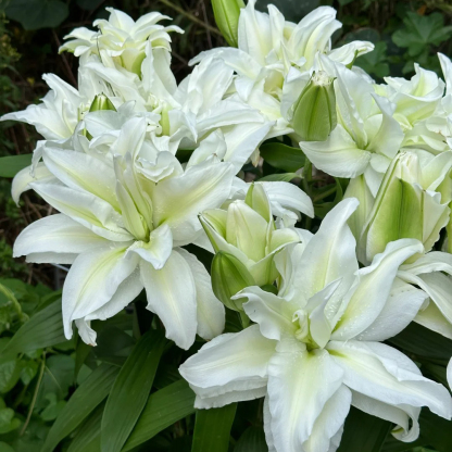 🌸 Lys Double Pétale – Où l'Élégance Rencontre le Parfum