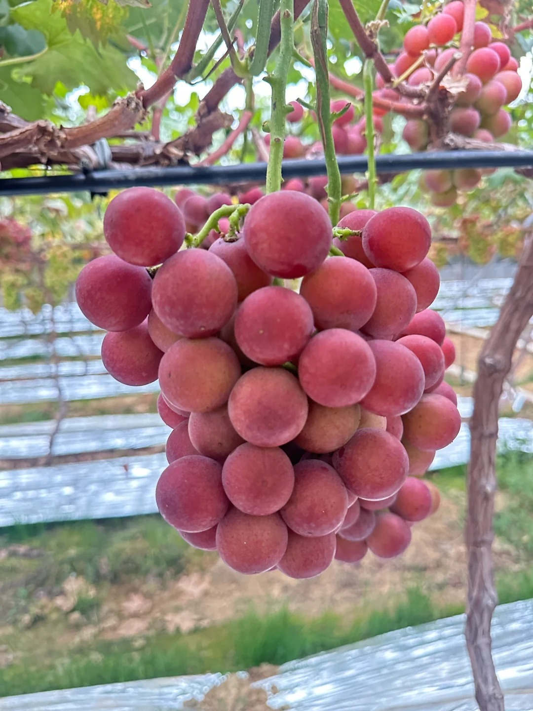 🍇Graines de Raisin Reine Nina