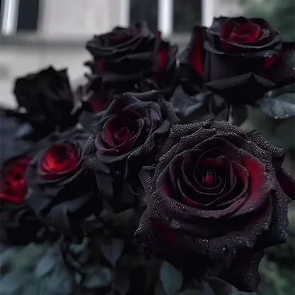 RARE BLACK RED ROSE FLOWER SEEDS