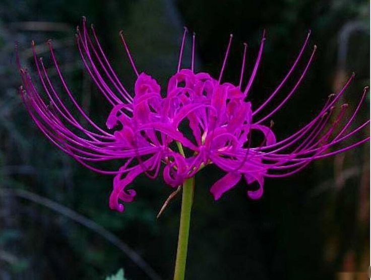 Lycoris Radiata : L'Explosion Écarlate Mystérieuse 