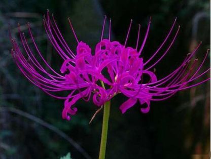 Lycoris Radiata : L'Explosion Écarlate Mystérieuse 