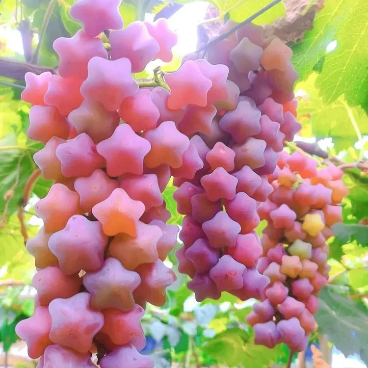 Graines de Raisin Étoilé (Star Grape) – Une Expérience Céleste
