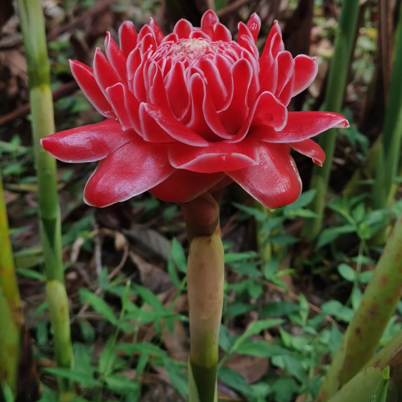 🏡🌹La rosa "que nunca se marchita" - Bulbos de rosa de porcelana 🌟