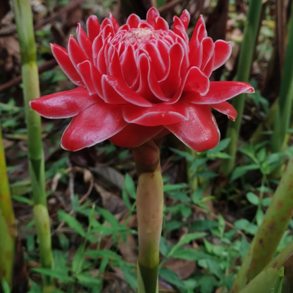 🏡🌹La rosa "que nunca se marchita" - Bulbos de rosa de porcelana 🌟