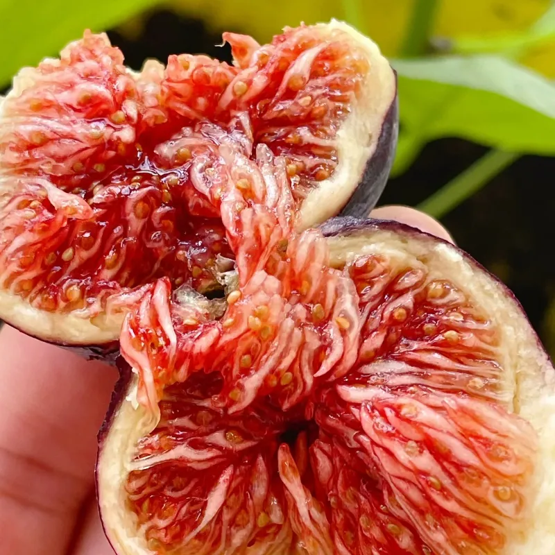 ?Rainbow Figs (BNR Figs) �C Pretty And Delicious