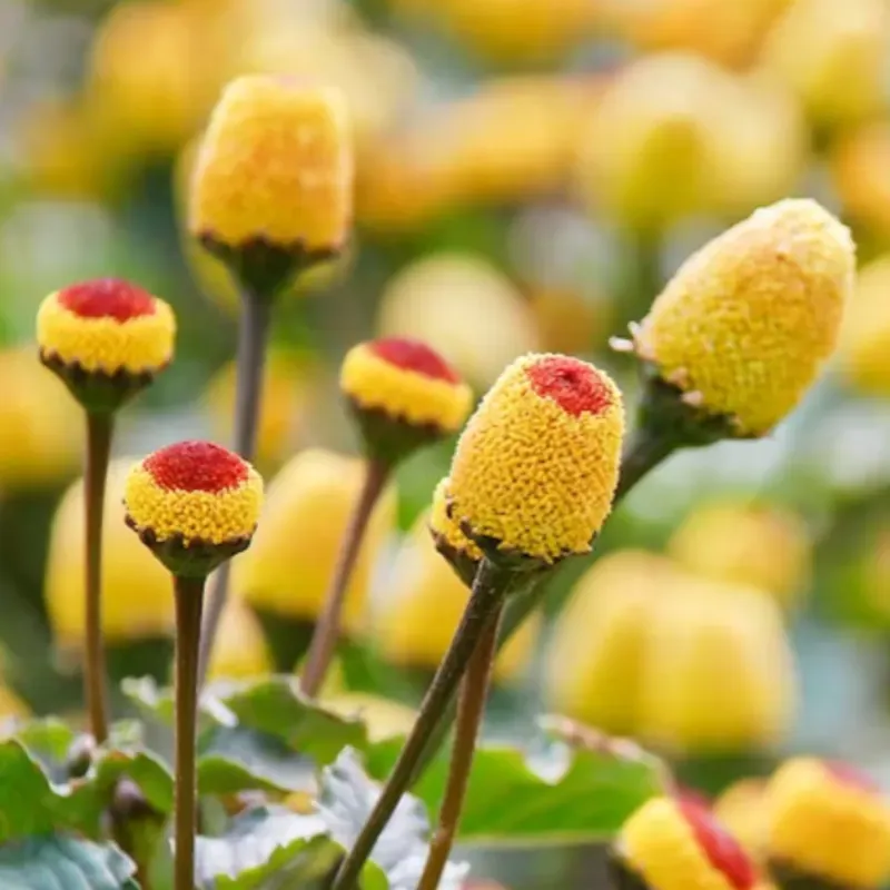 Boutons d'or - La plante aux multiples facettes de la nature🌿💊