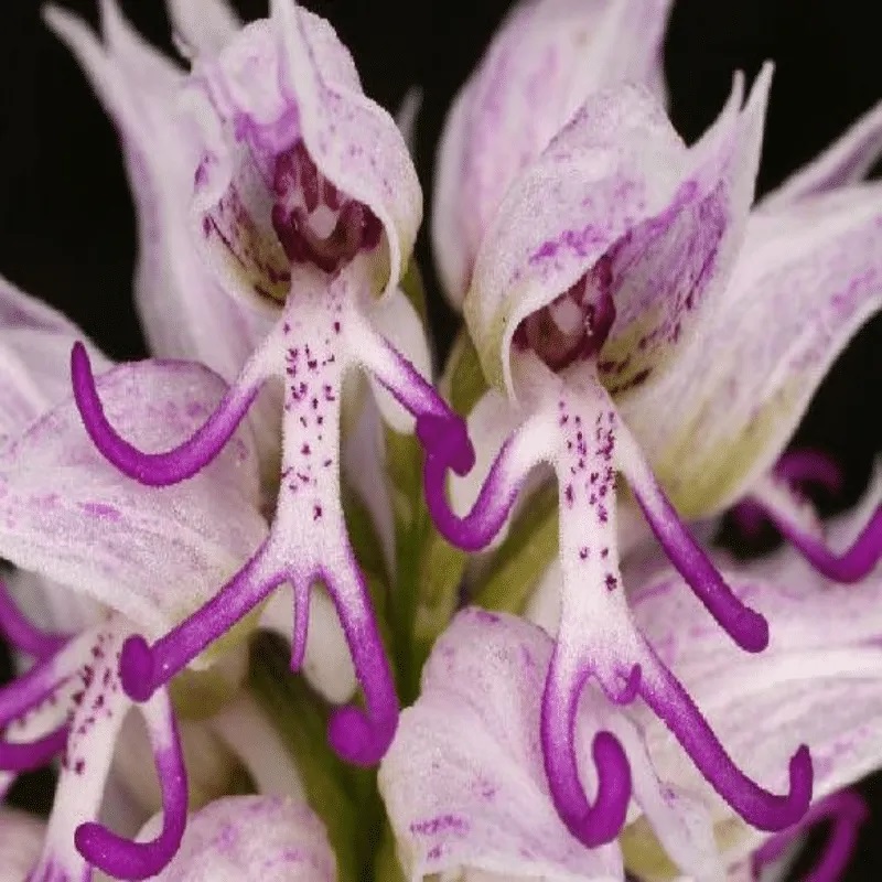 🔥 50% de Réduction 🎁🌈Graines d'orchidées mystérieuses