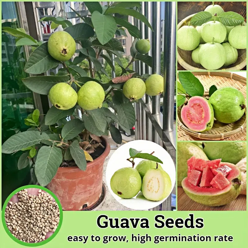 🔥Vente chaude🍏Graines de goyave en pot