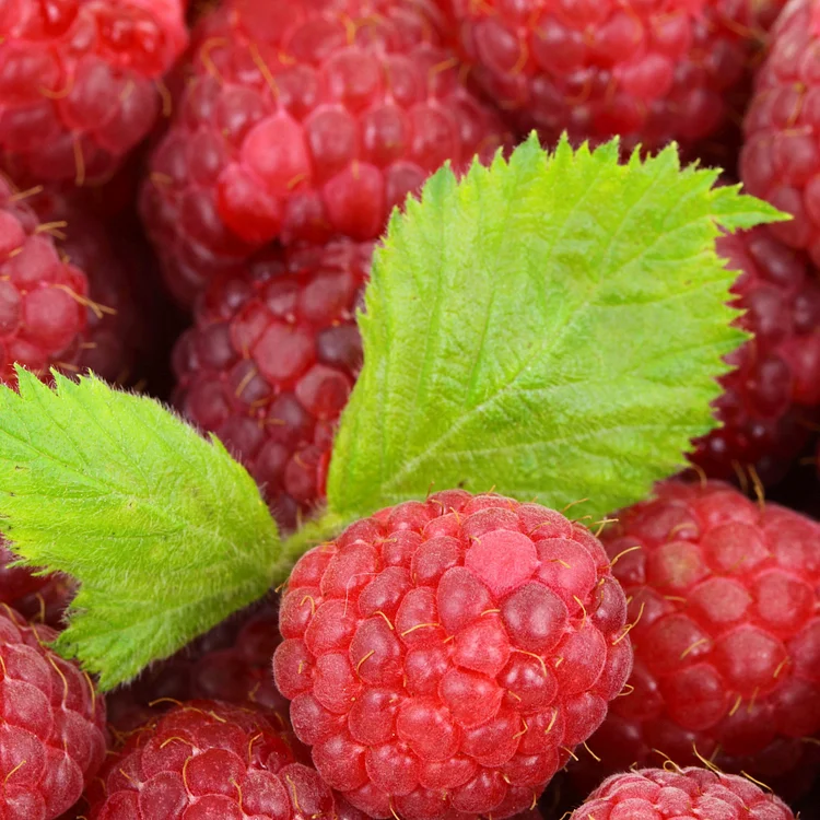 Graines de Framboises Rouges – Cultivez des Fruits Juteux et Parfumés dans Votre Jardin !