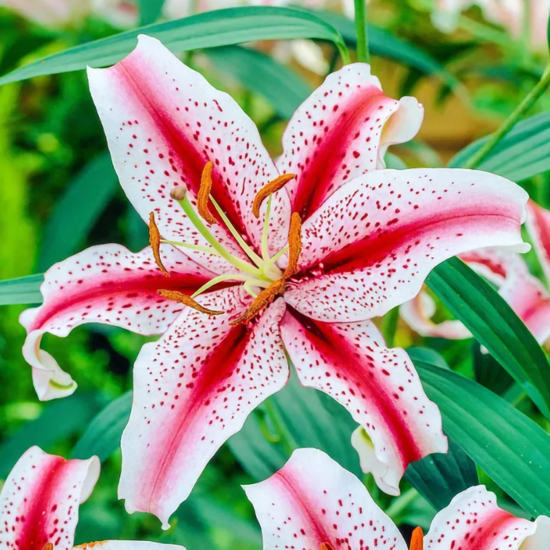 🌸Bulbes de Lys Couleurs Rares Édition Limitée 