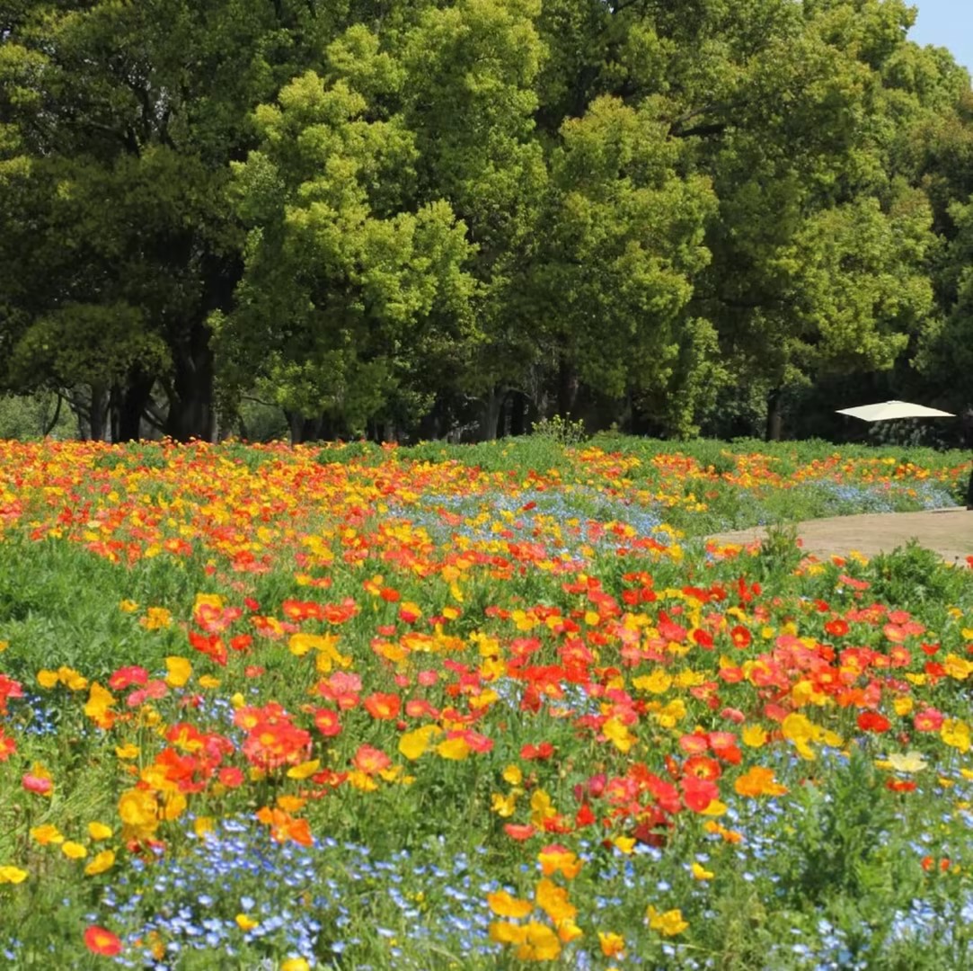 50% de Réduction 🎁⏰🔥Graines de fleurs vivaces mélangées - Plus de 60 variétés mélangées