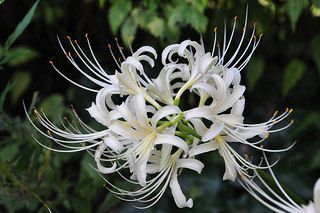 Lycoris Radiata : L'Explosion Écarlate Mystérieuse 