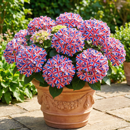 🌸 Turn your garden into a living flag