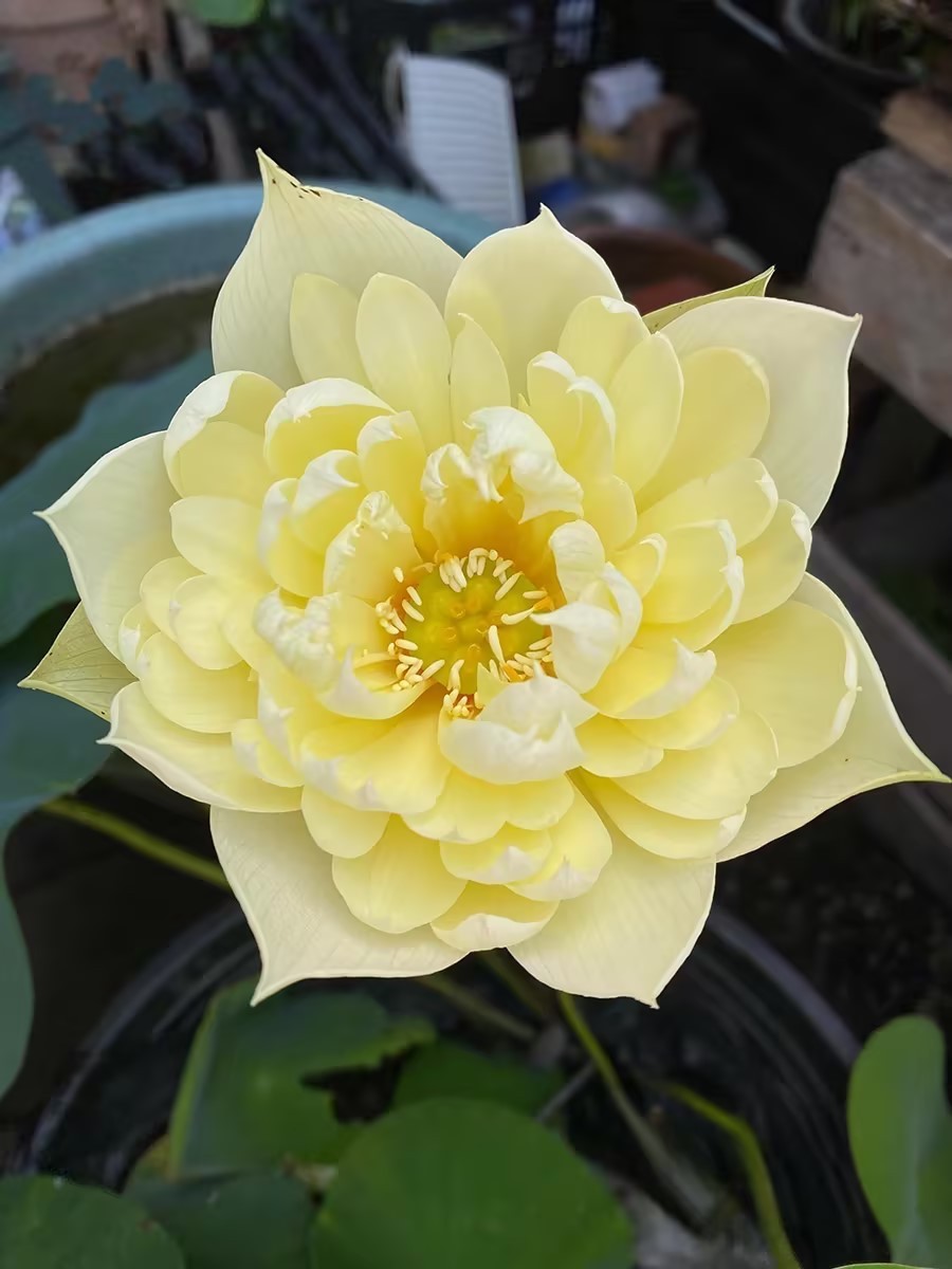 🔥 50% de Réduction 🎁⏰Les graines de nénuphar