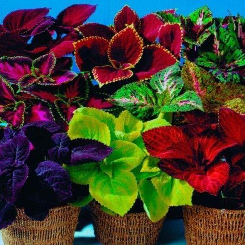 100+ Graines Mélangées de Coleus Rares