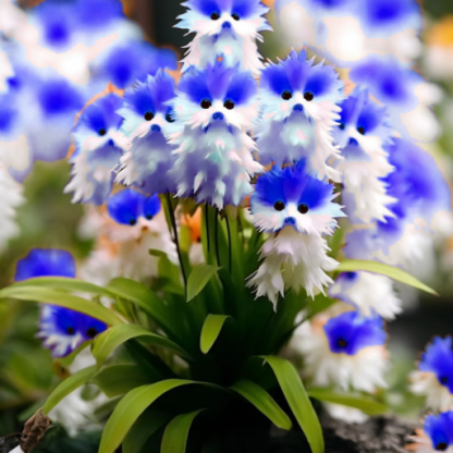 🔥🔥🔥Plantes incroyables ! Éclat de l'œil de chat-Rose