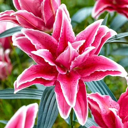 🔥 Entretien facile 🎁 Bulbes de lys roses