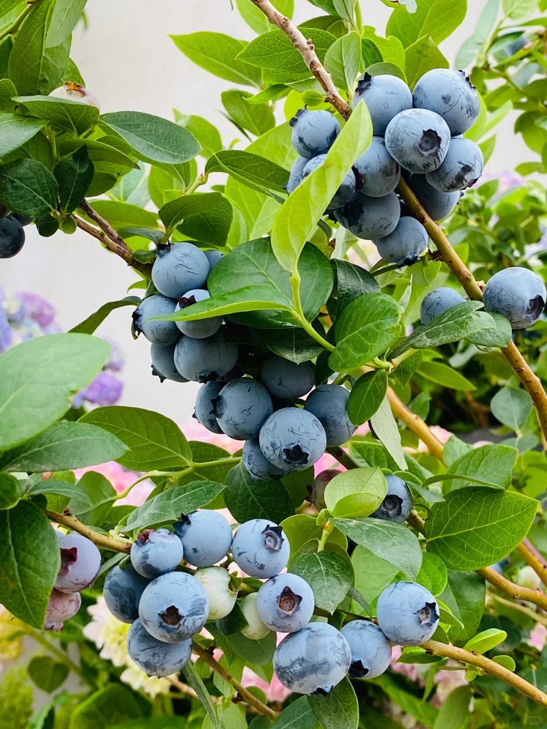 🔥30% de Réduction🫐🫐Graines de Bleuets En Pot