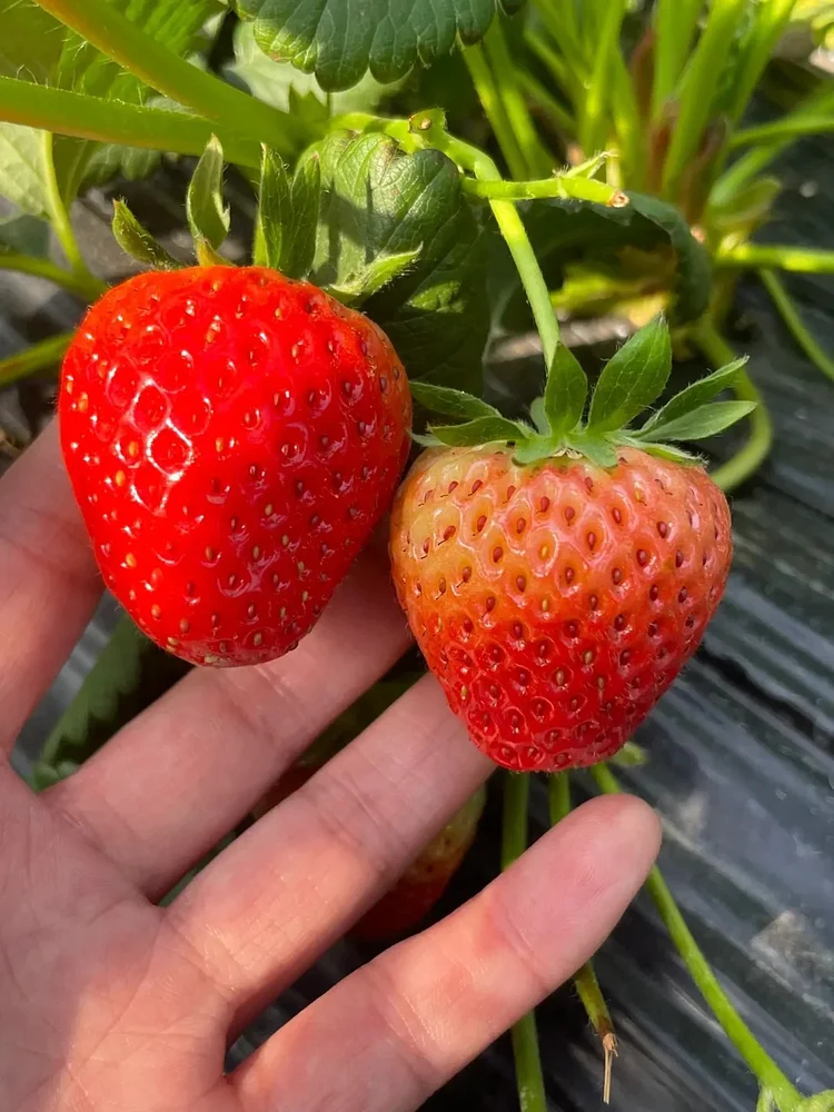 Graines de Fraises "Crème" - Des Fruits Doux et Onctueux à Cultiver 