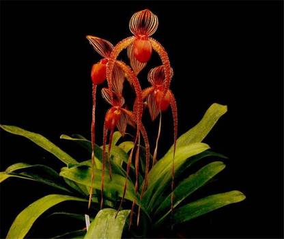 Graines de Paphiopedilum parishii - Graines d'orchidée rare