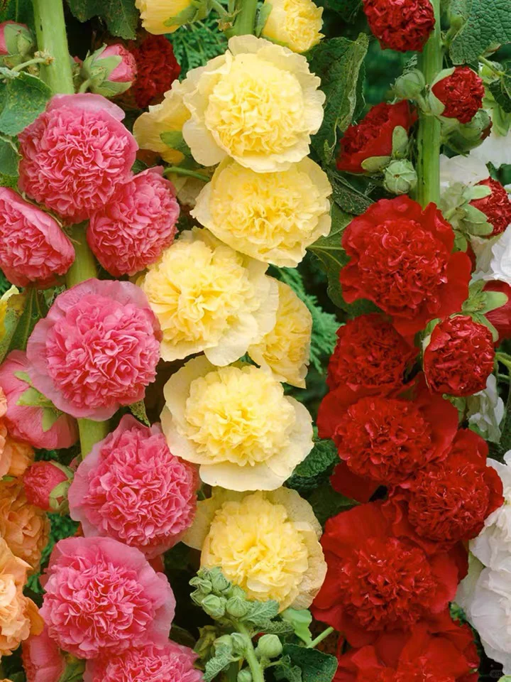 🔥🔥 Graines de rose trémière double🌺💖