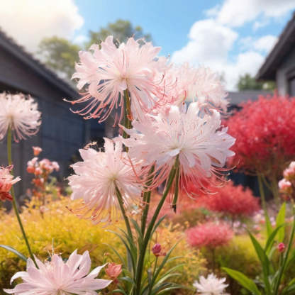 ✨🌺Spider Lily🌸 brightens up your garden with its magical beauty! 🧚🏻