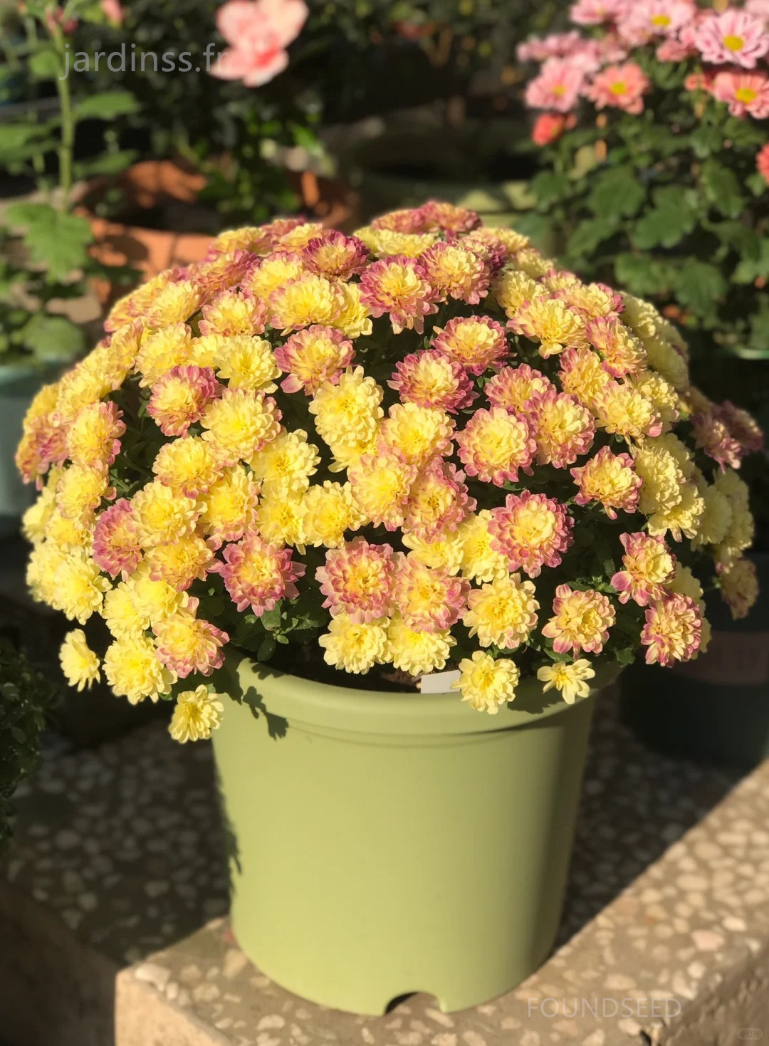 🔥30% de Réduction🌼Graines de Chrysanthème bonbon