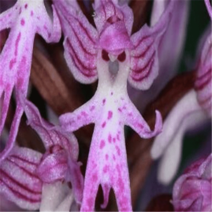 Orchis italica Rare Humanoid Orchid Seeds