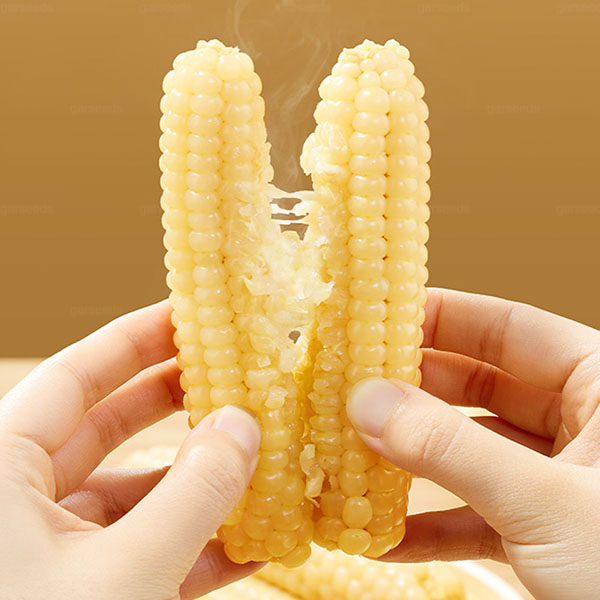 🌽🌿Mini graines de maïs pouce🌽