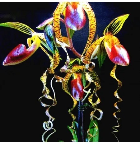 🔥 50% de Réduction 🎁🌈Graines d'orchidées mystérieuses