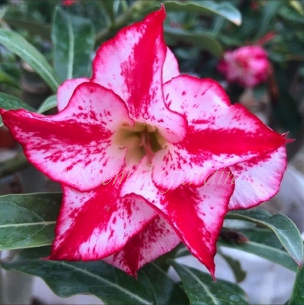 🌹WÜSTENROSENSAMEN FÜR IHRE RUHIGE Oase! 🌺