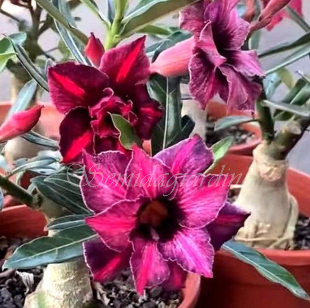 🌹WÜSTENROSENSAMEN FÜR IHRE RUHIGE Oase! 🌺