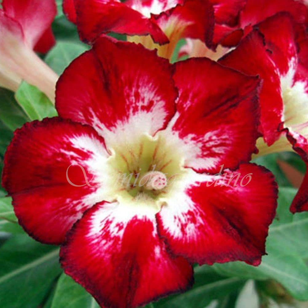 🌹WÜSTENROSENSAMEN FÜR IHRE RUHIGE Oase! 🌺