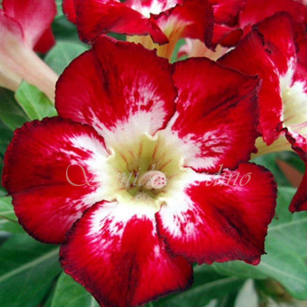 🌹WÜSTENROSENSAMEN FÜR IHRE RUHIGE Oase! 🌺