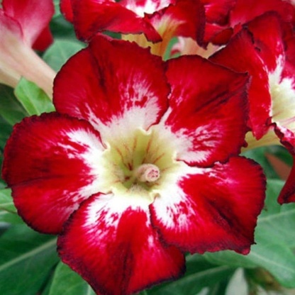 🌵 Bulbes de Rose du Désert - Une Perle Exotique pour Votre Jardin🌸