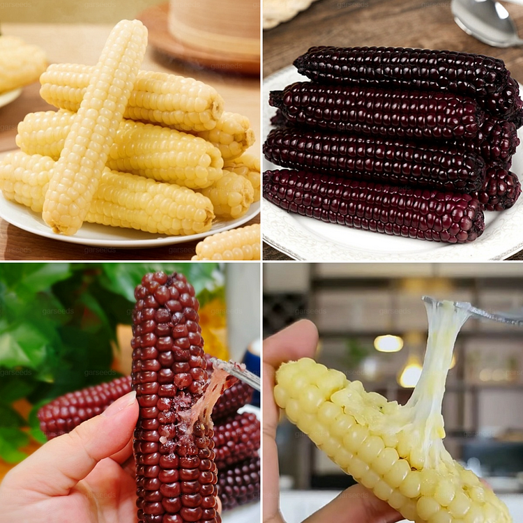 🌽🌿Mini graines de maïs pouce🌽