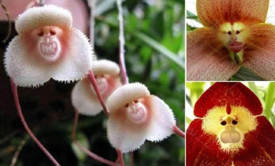 Graines Le Singe Orchidée