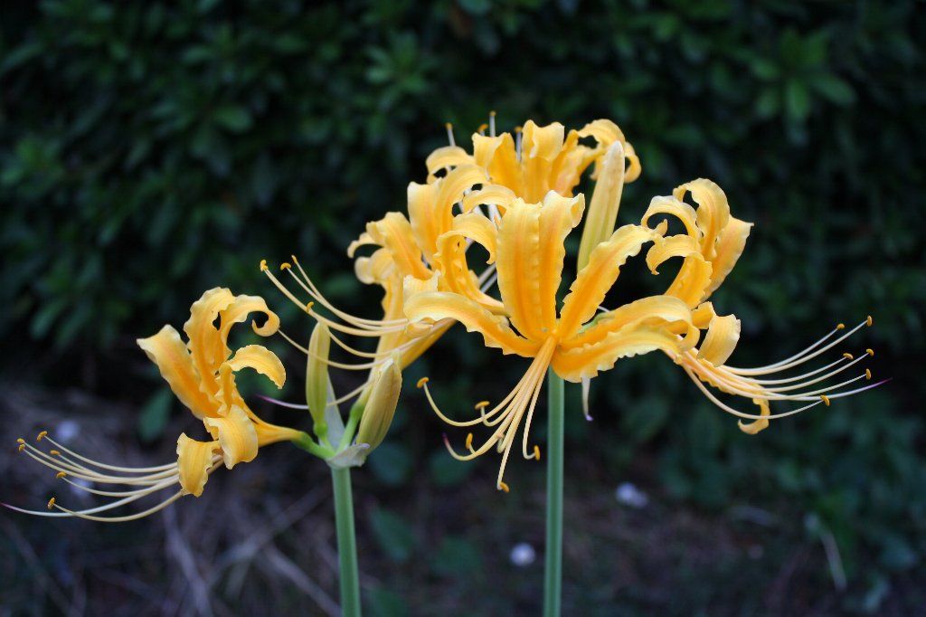 Lycoris Radiata : L'Explosion Écarlate Mystérieuse 